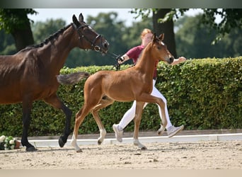Caballo de deporte alemán, Semental, 1 año, Castaño