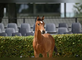 Caballo de deporte alemán, Semental, 1 año, Castaño
