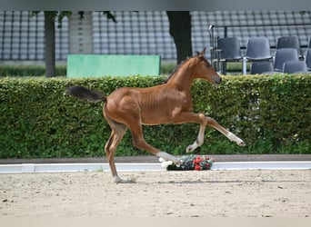 Caballo de deporte alemán, Semental, 1 año, Castaño