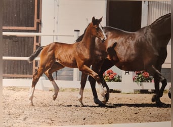 Caballo de deporte alemán, Semental, 1 año, Castaño