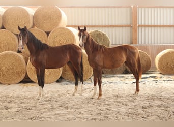Caballo de deporte alemán, Semental, 1 año, Castaño