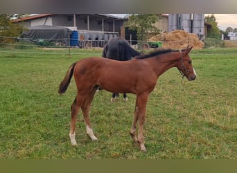 Caballo de deporte alemán, Semental, 1 año, Castaño