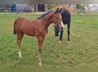 Caballo de deporte alemán, Semental, 1 año, Castaño