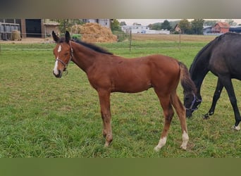 Caballo de deporte alemán, Semental, 1 año, Castaño