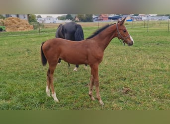 Caballo de deporte alemán, Semental, 1 año, Castaño