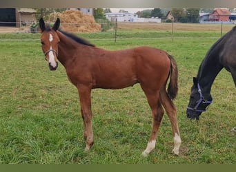 Caballo de deporte alemán, Semental, 1 año, Castaño