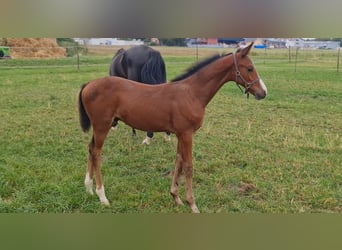 Caballo de deporte alemán, Semental, 1 año, Castaño