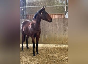 Caballo de deporte alemán, Semental, 1 año, Castaño