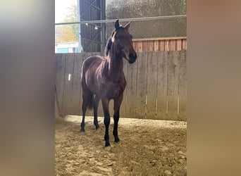 Caballo de deporte alemán, Semental, 1 año, Castaño