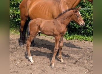 Caballo de deporte alemán, Semental, 1 año, Castaño