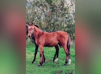 Caballo de deporte alemán, Semental, 1 año, Castaño