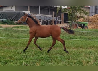 Caballo de deporte alemán, Semental, 1 año, Castaño