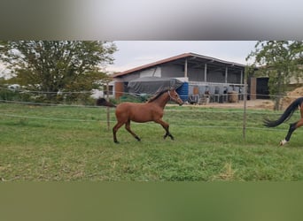 Caballo de deporte alemán, Semental, 1 año, Castaño