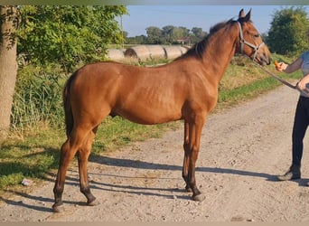 Caballo de deporte alemán, Semental, 1 año, Castaño