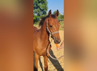 Caballo de deporte alemán, Semental, 1 año, Castaño