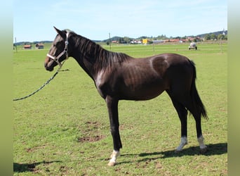 Caballo de deporte alemán, Semental, 1 año, Castaño oscuro