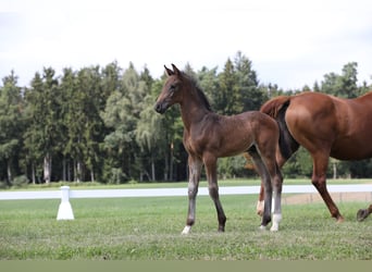 Caballo de deporte alemán, Semental, 1 año, Castaño oscuro
