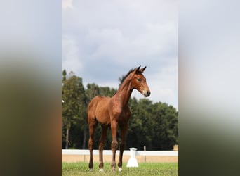 Caballo de deporte alemán, Semental, 1 año, Castaño oscuro