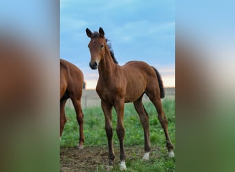 Caballo de deporte alemán, Semental, 1 año, Castaño oscuro