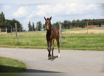 Caballo de deporte alemán, Semental, 1 año, Castaño oscuro