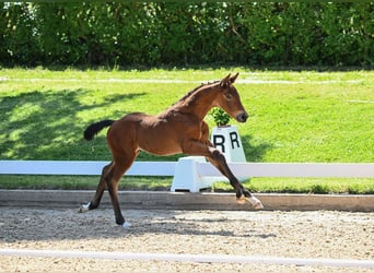 Caballo de deporte alemán, Semental, 1 año, Castaño oscuro