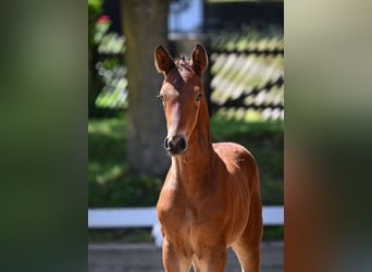Caballo de deporte alemán, Semental, 1 año, Castaño oscuro