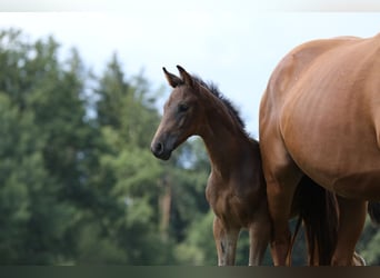 Caballo de deporte alemán, Semental, 1 año, Castaño oscuro