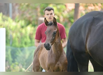 Caballo de deporte alemán, Semental, 1 año, Castaño oscuro