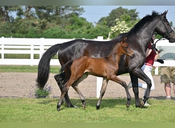 Caballo de deporte alemán, Semental, 1 año, Castaño oscuro