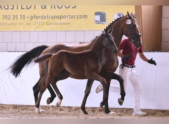Caballo de deporte alemán, Semental, 1 año, Castaño oscuro