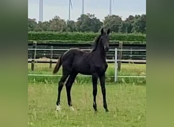 Caballo de deporte alemán, Semental, 1 año, Castaño oscuro