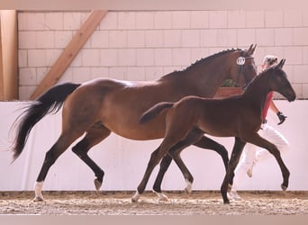 Caballo de deporte alemán, Semental, 1 año, Castaño oscuro