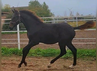 Caballo de deporte alemán, Semental, 1 año, Castaño oscuro