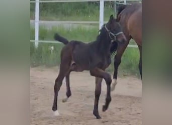 Caballo de deporte alemán, Semental, 1 año, Castaño oscuro