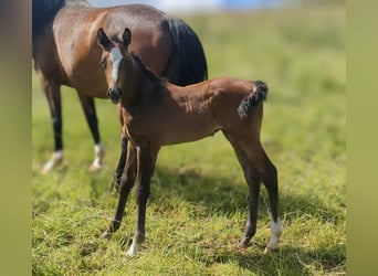 Caballo de deporte alemán, Semental, 1 año, Musgo