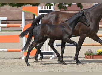 Caballo de deporte alemán, Semental, 1 año, Musgo