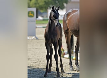 Caballo de deporte alemán, Semental, 1 año, Musgo