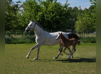 Caballo de deporte alemán, Semental, 1 año, Musgo
