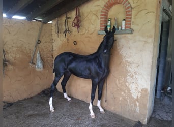 Caballo de deporte alemán, Semental, 1 año, Negro