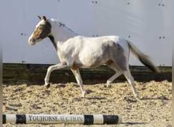 Caballo de deporte alemán, Semental, 2 años, 120 cm, Tordo