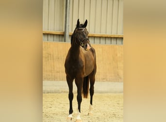 Caballo de deporte alemán, Semental, 2 años, 160 cm, Castaño oscuro