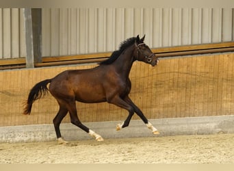 Caballo de deporte alemán, Semental, 2 años, 160 cm, Castaño oscuro