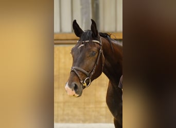 Caballo de deporte alemán, Semental, 2 años, 160 cm, Castaño oscuro