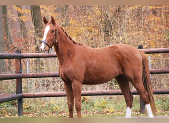 Caballo de deporte alemán, Semental, 2 años, 163 cm, Alazán