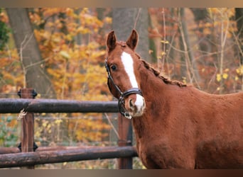 Caballo de deporte alemán, Semental, 2 años, 163 cm, Alazán