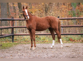 Caballo de deporte alemán, Semental, 2 años, 163 cm, Alazán