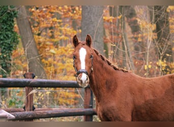 Caballo de deporte alemán, Semental, 2 años, 163 cm, Alazán