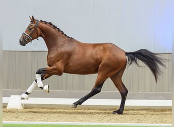 Caballo de deporte alemán, Semental, 2 años, 166 cm, Castaño