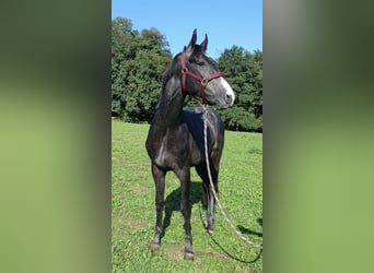 Caballo de deporte alemán, Semental, 2 años, 166 cm, Tordillo negro