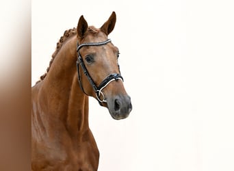 Caballo de deporte alemán, Semental, 2 años, 167 cm, Alazán